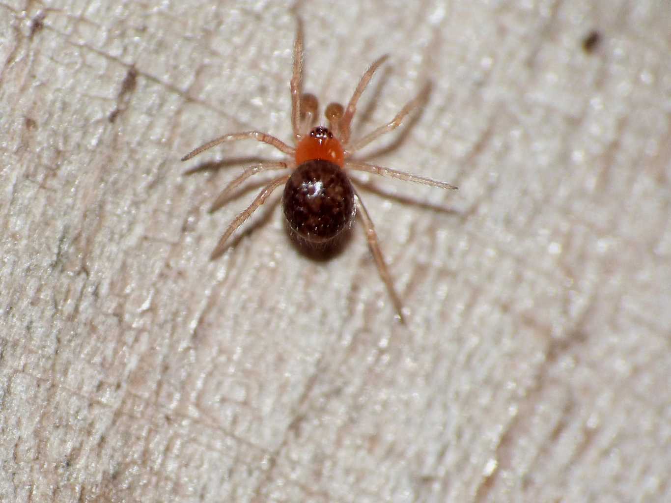 Theridion Musivum e Crustulina sticta? - Palidoro(RM)